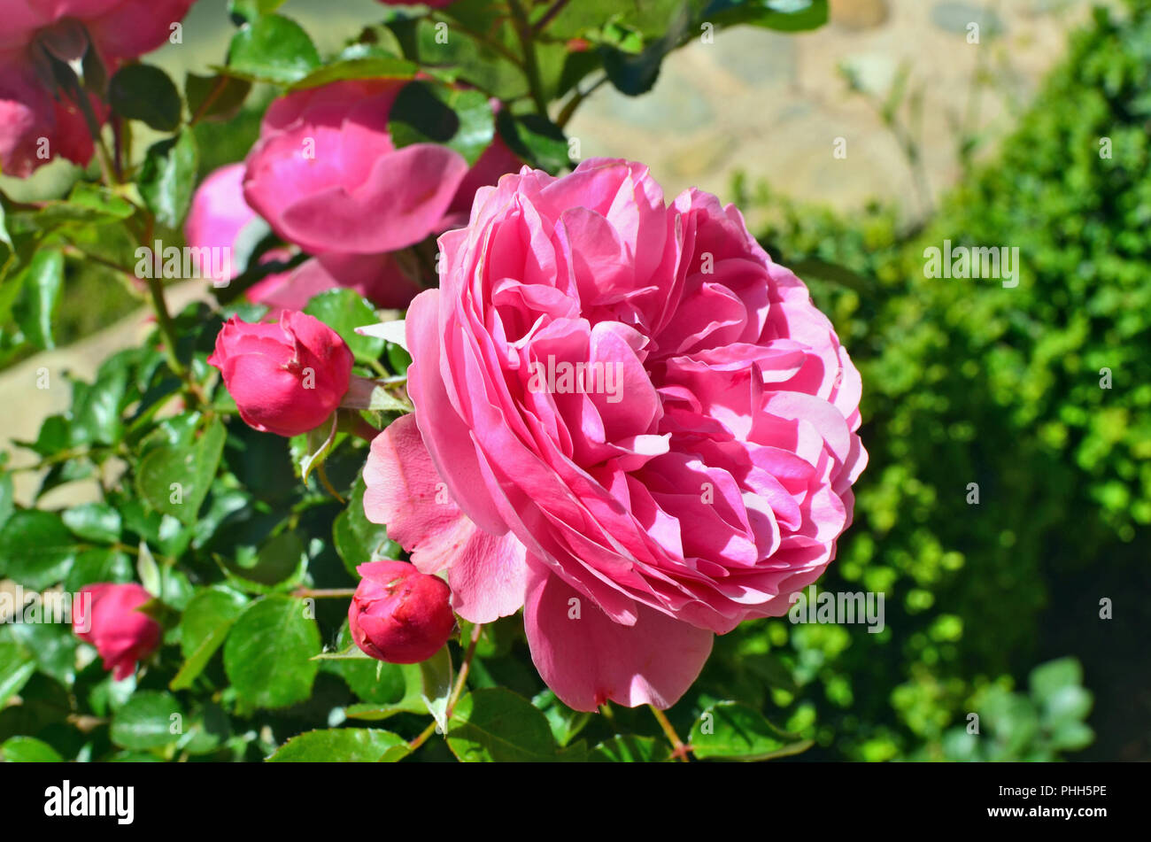 Feder natürlichen Hintergrund mit rosa Rosen Blumen. Stockfoto