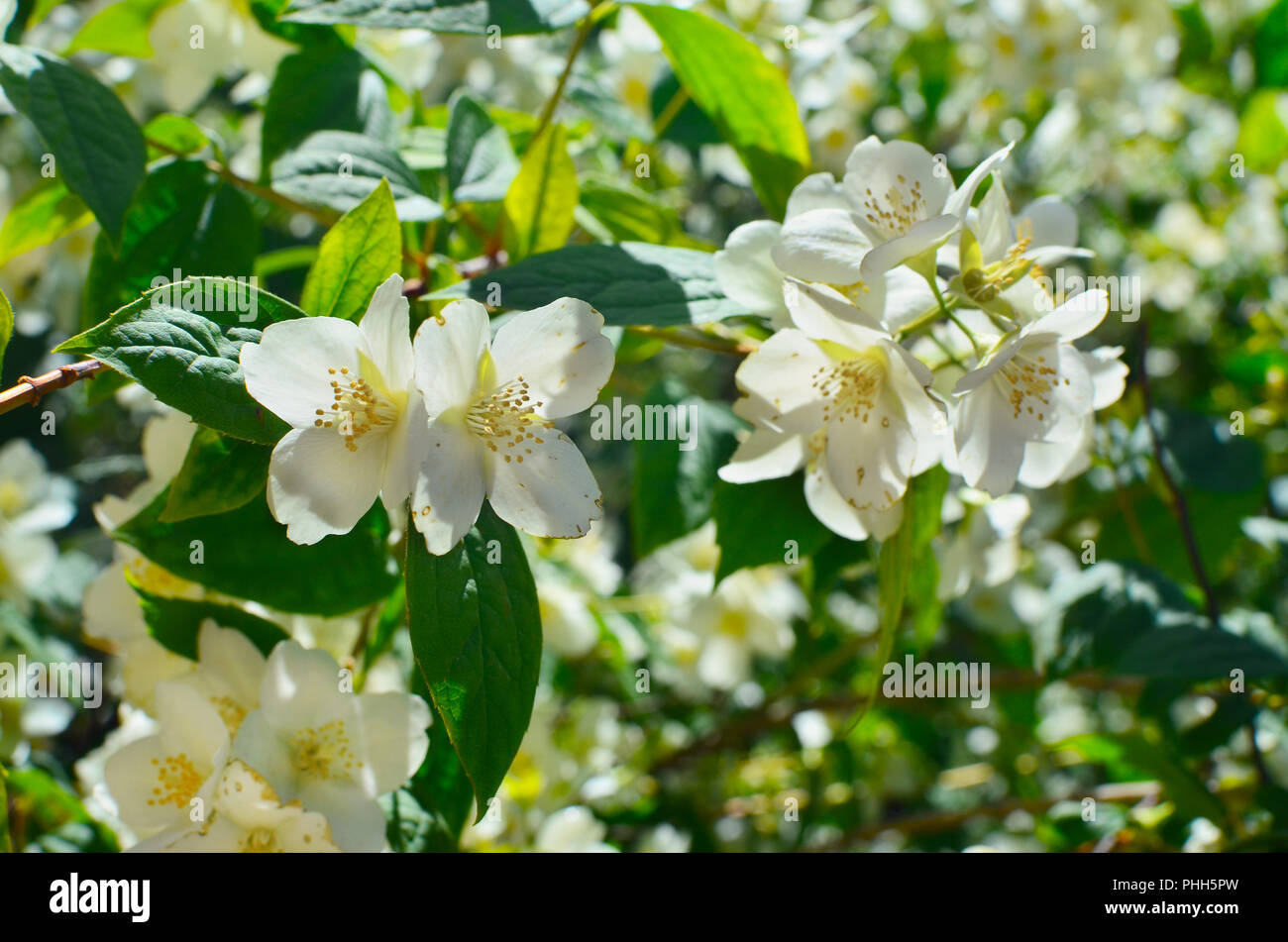 Feder natürlichen Hintergrund mit weißen Jasminblüten. Stockfoto