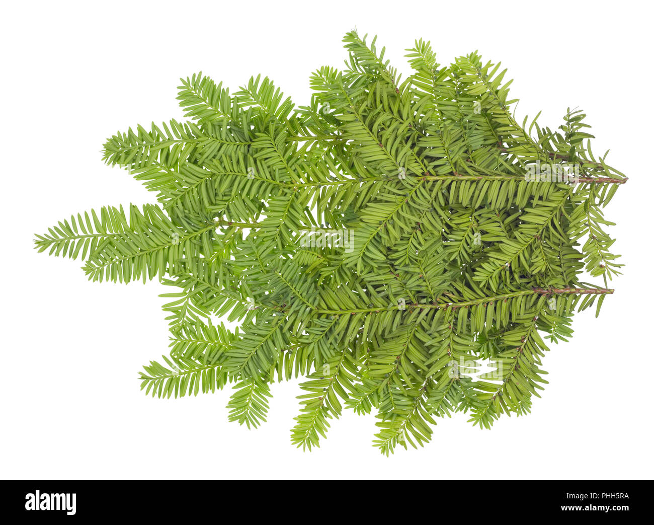 Branche von einem immergrünen Nadelbäume Eibe Xmas Tree. Stockfoto