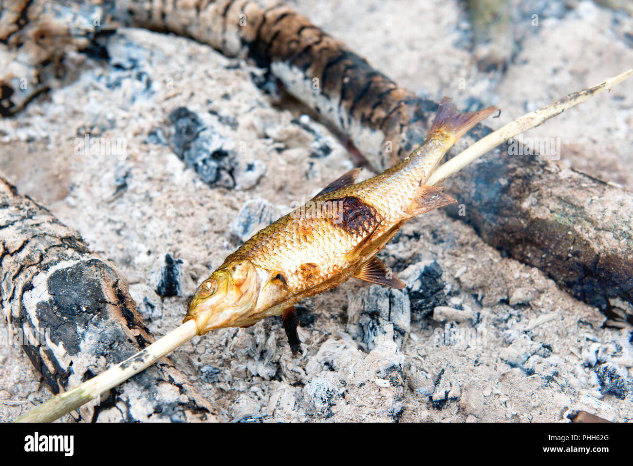 Gegrillter Fisch auf dem Feuer Stockfoto