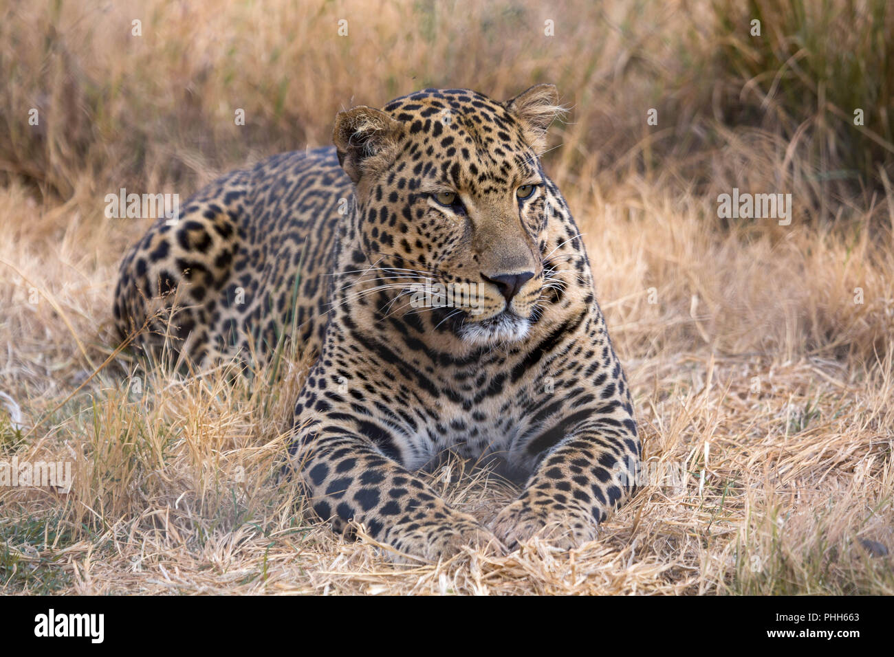 Leopard Kruger National Park Stockfoto