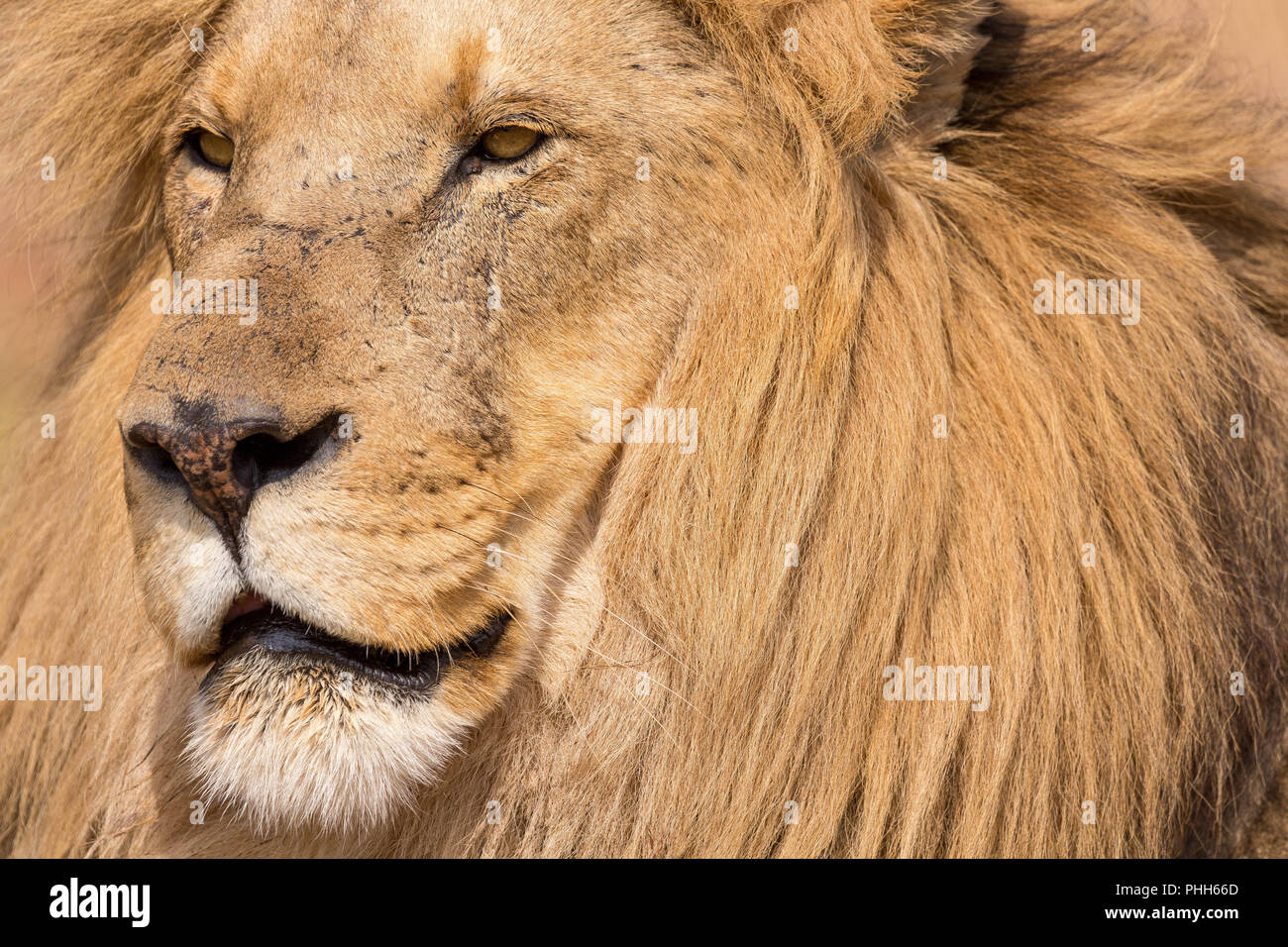 Porträt einer wunderschönen lion Kruger.jpg Stockfoto