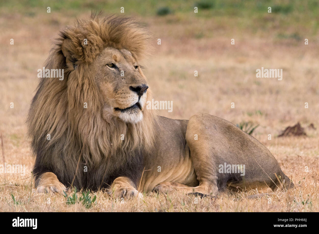 Schöne lion Kruger National Park Stockfoto