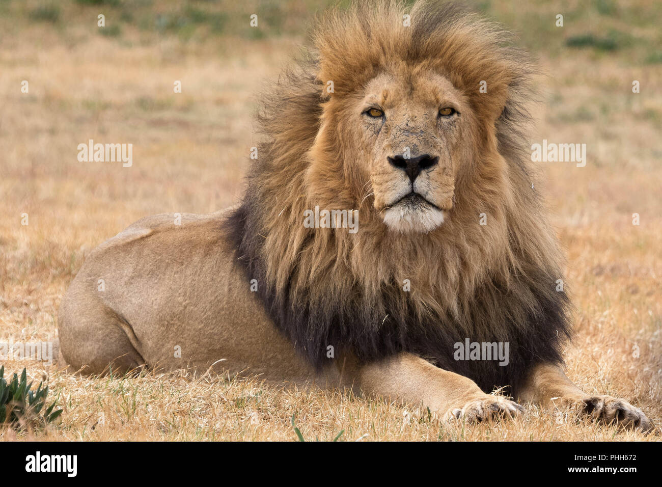 Schöne lion Kruger National Park Südafrika Stockfoto