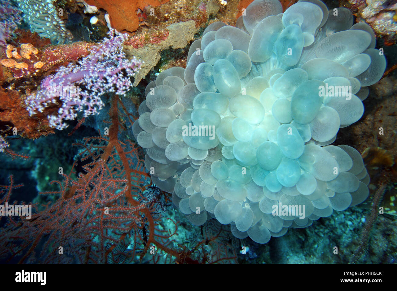 Bubble Coral (Plerogyra sinuosa) Stockfoto