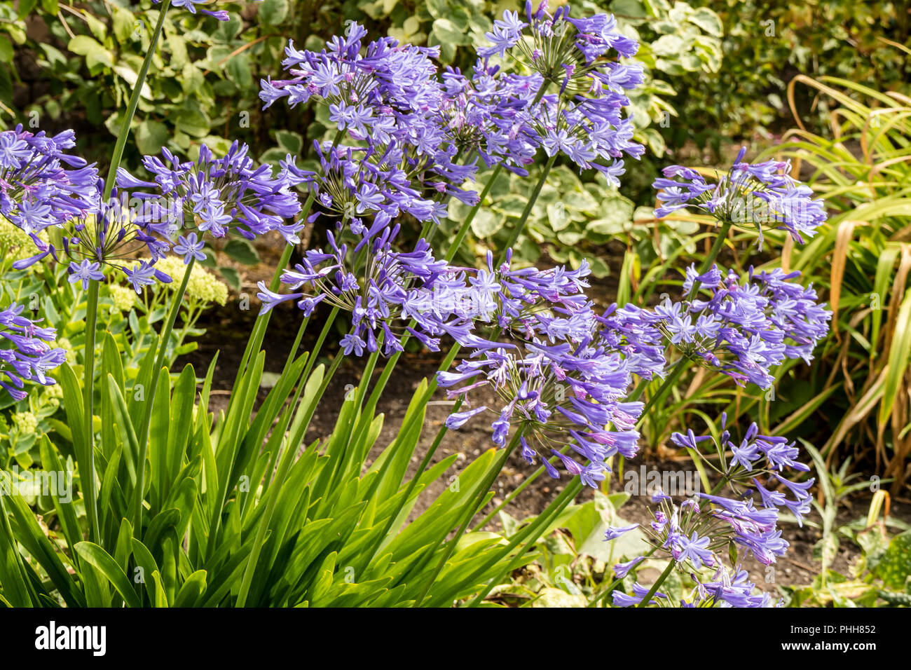 Blaue Agapanthus (schmucklilie) Pflanzen in einem staudenbeet im Garten. Stockfoto