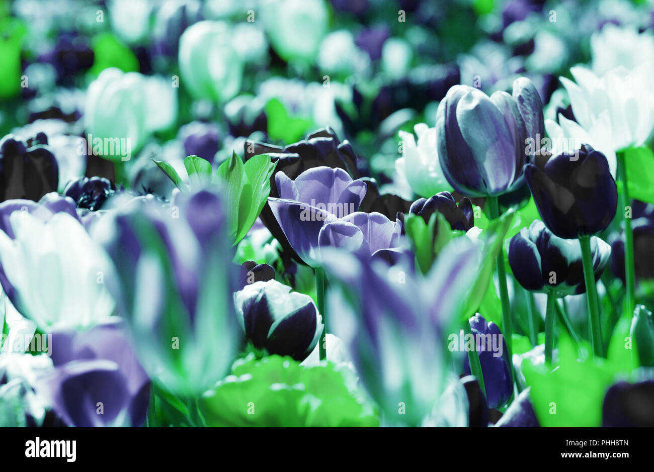 Tulpen Dunkelblau gedämpft Saison Frühjahr sonnig Stockfoto