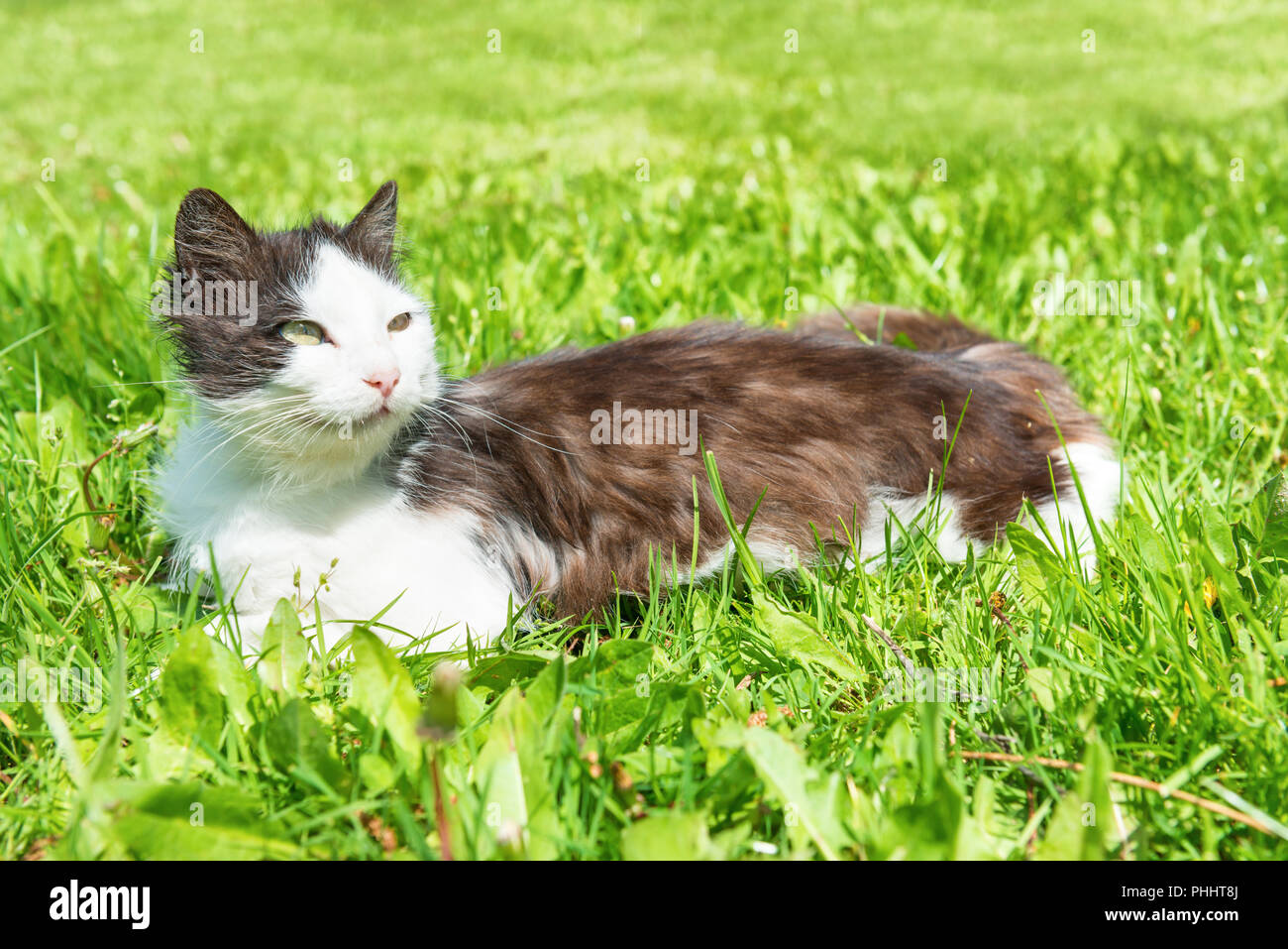 Schwarze und weiße Katze auf dem Gras Stockfoto