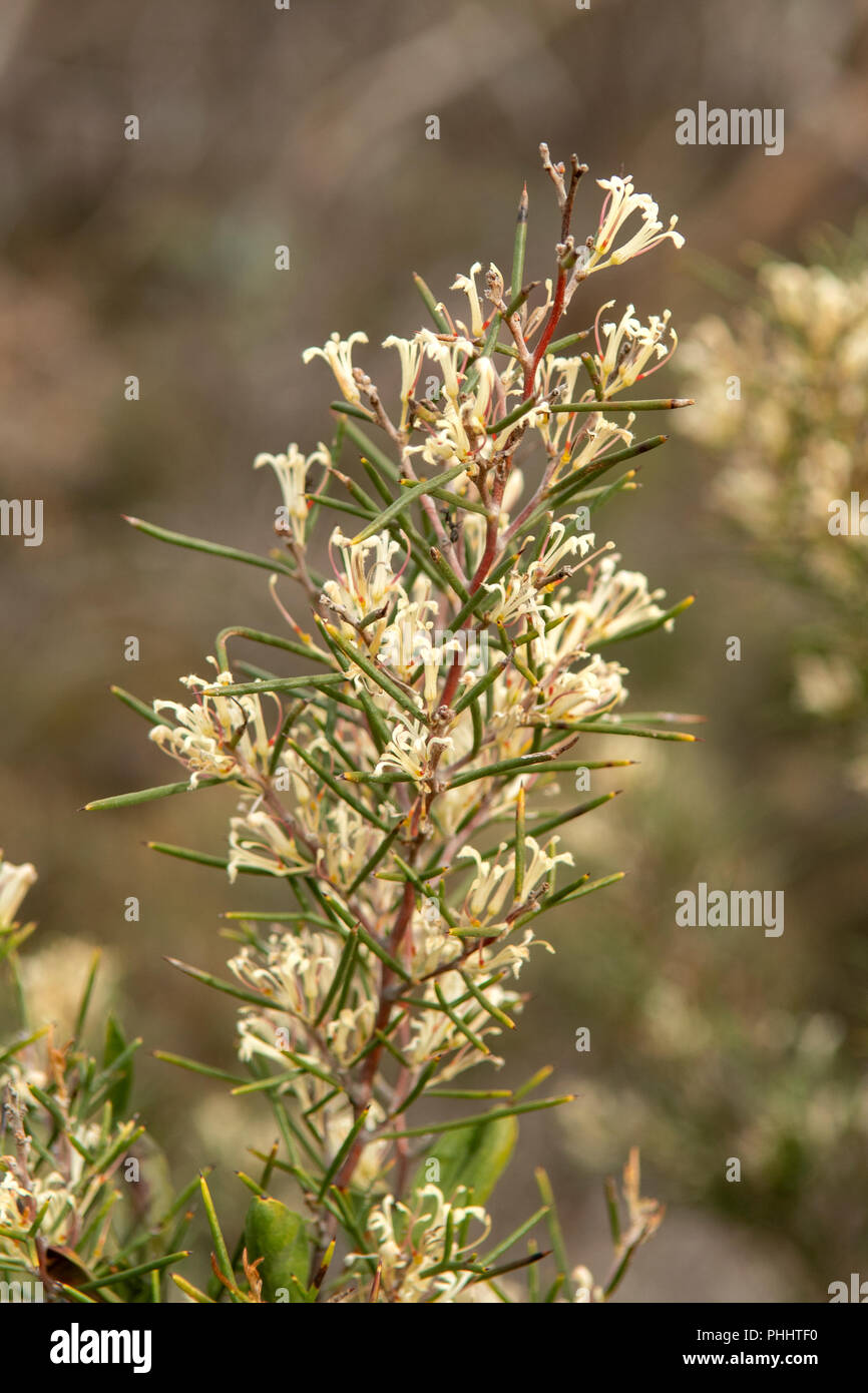 Hakea sericea, seidig Hakea Stockfoto