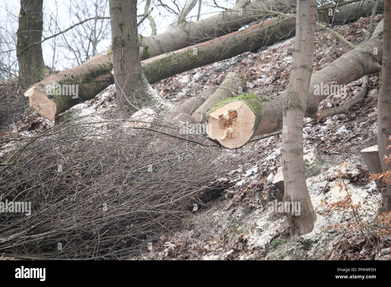 gefällte Bäume Stockfoto