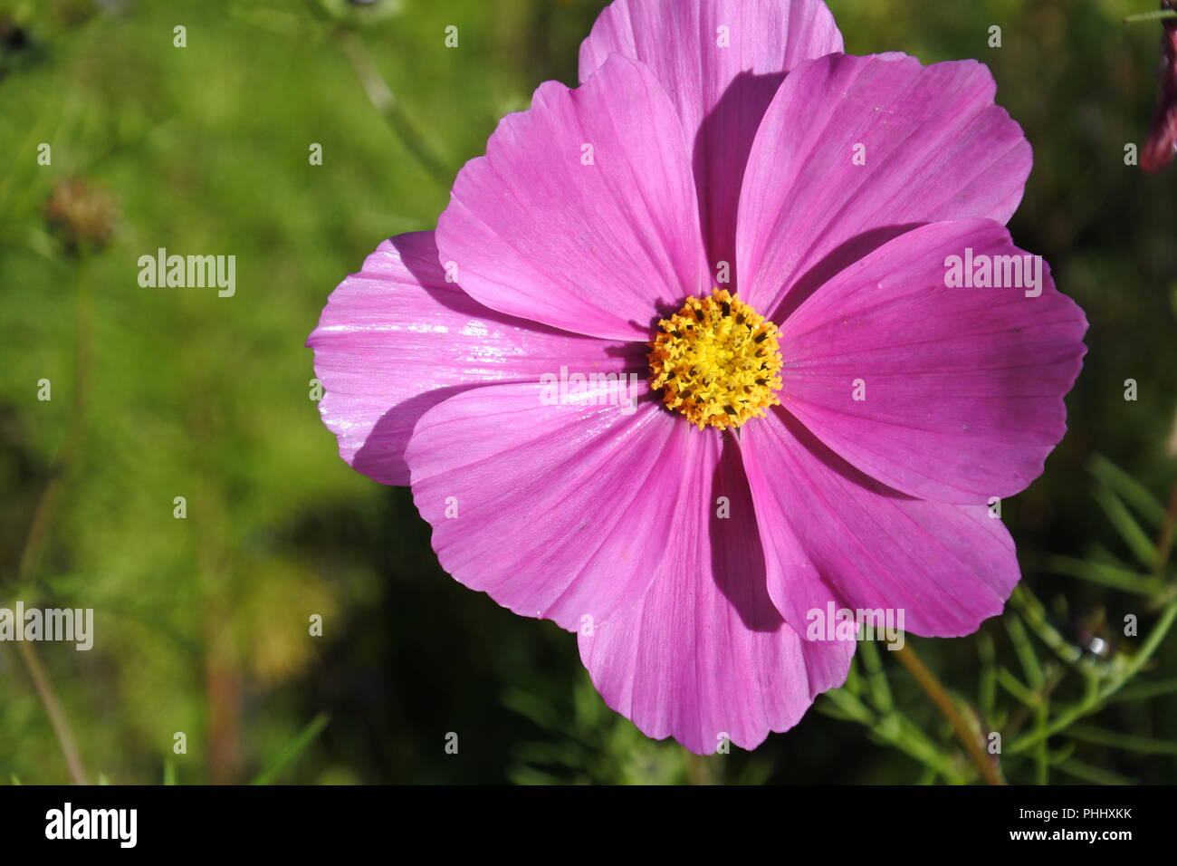 Lila Blume in der Sonne Stockfoto