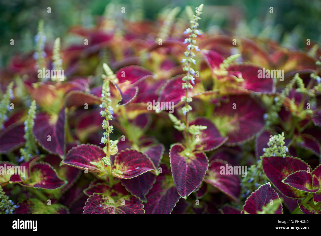 Coleus blumei farbenfrohe Pflanze Stockfoto
