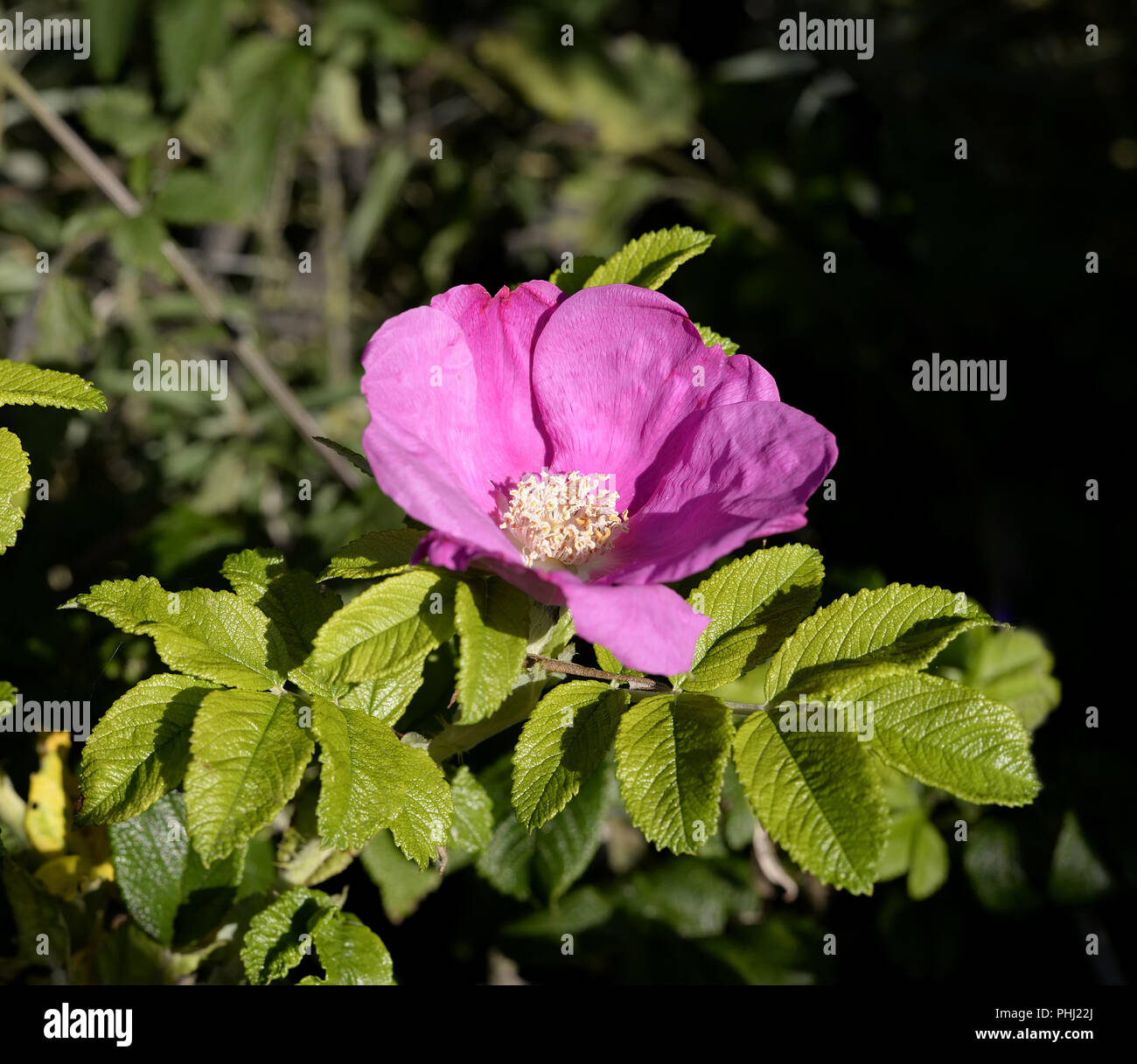 Kartoffel-rose Stockfoto