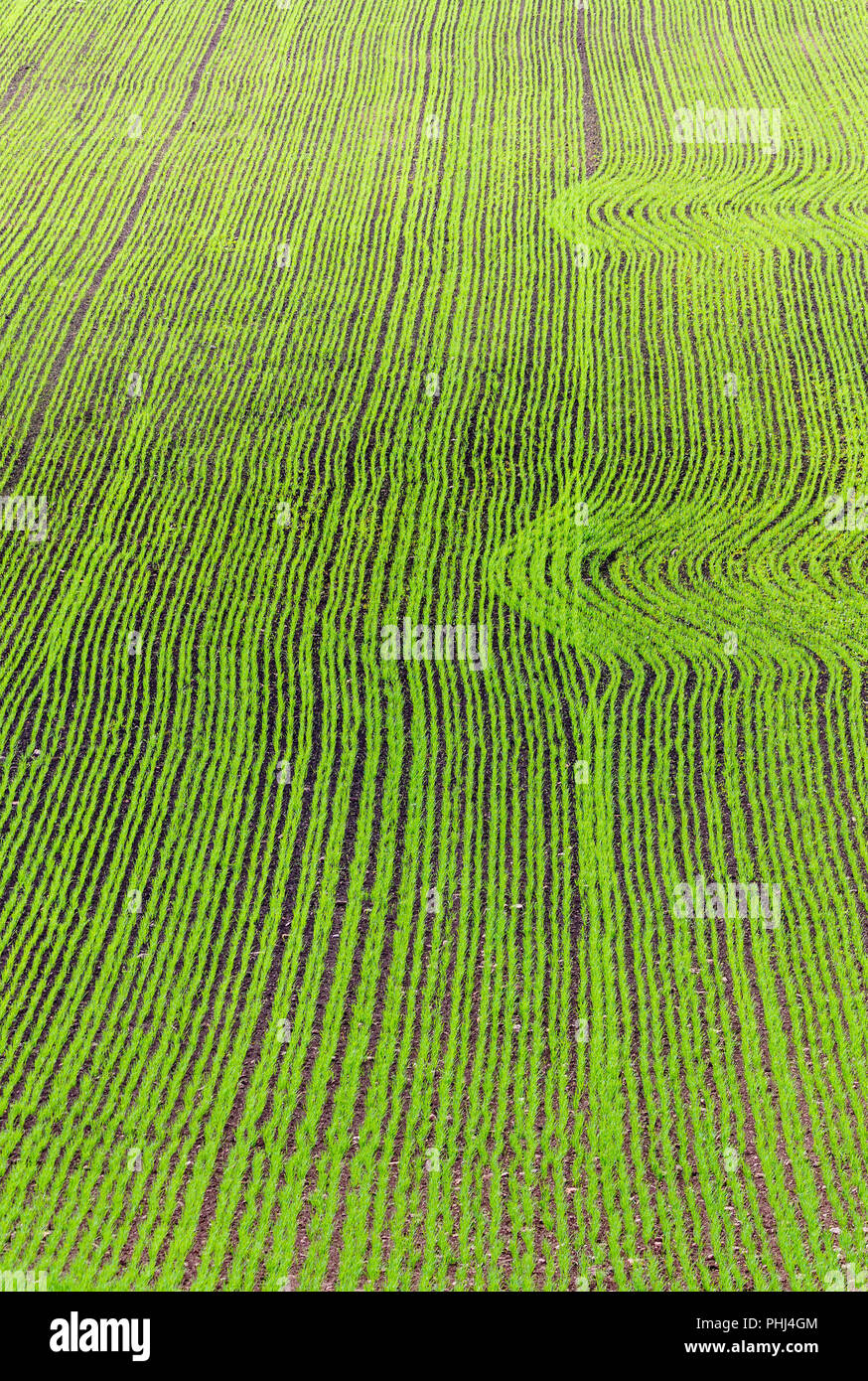 Sah Feld mit Mustern im Frühjahr Stockfoto