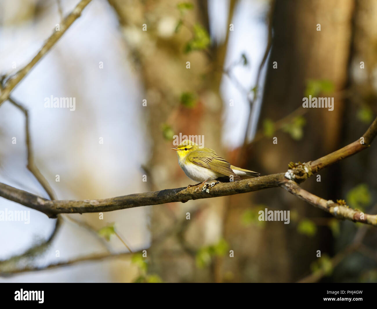 Wood Warbler im Frühjahr in einem Wald Stockfoto