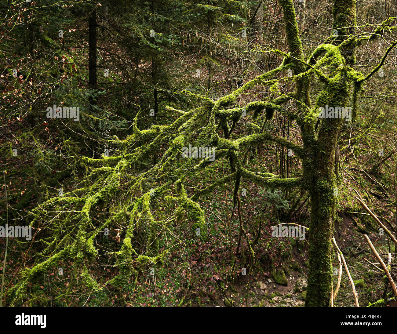 Baum, die Moosigen Baum; Moos; Stockfoto