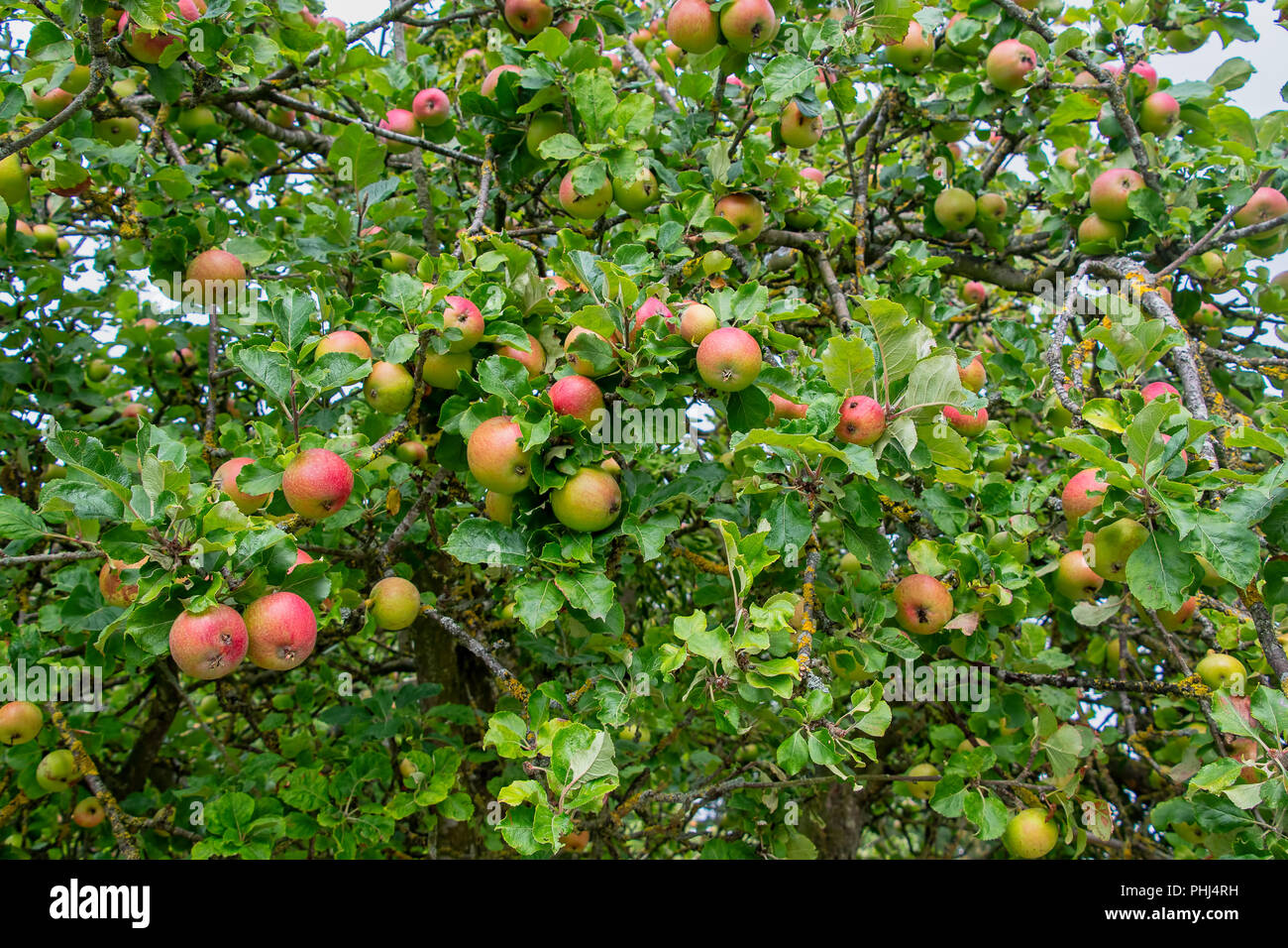 Rote Äpfel wachsen auf Bäumen Stockfoto