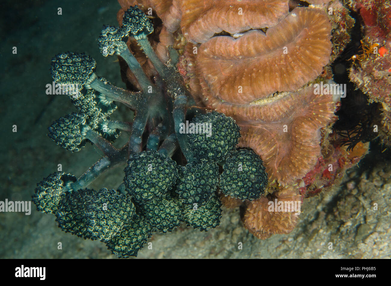 Clavelina robusta, Clavelinidae, Anilao, Philippinen, Philippine Sea, Pazifischer Ozean, Asien Stockfoto