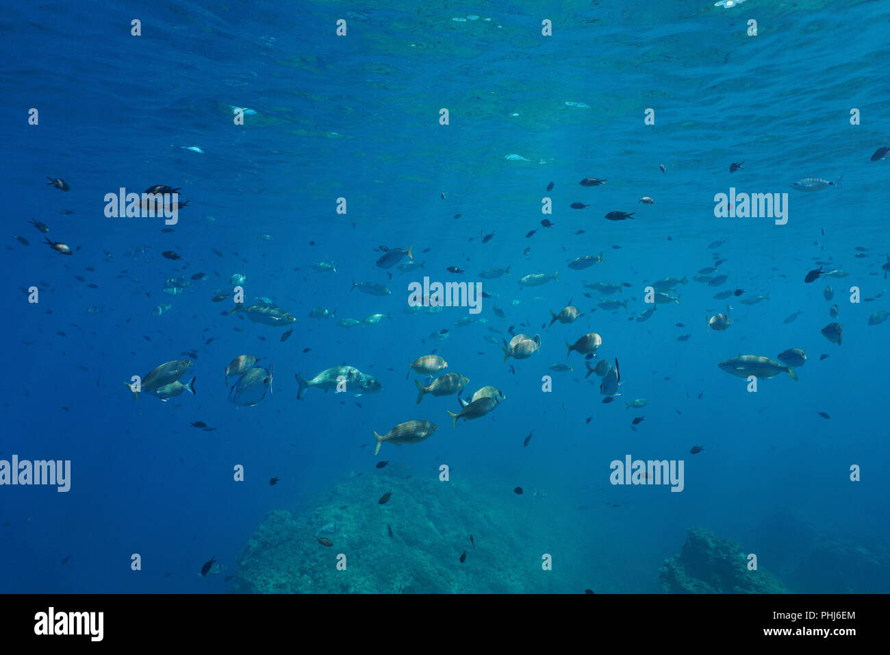 Mittelmeer Fische shoal Unterwasser in der Nähe der Wasseroberfläche (riffbarsche und Brassen), Cap de Creus, Costa Brava, Spanien Stockfoto