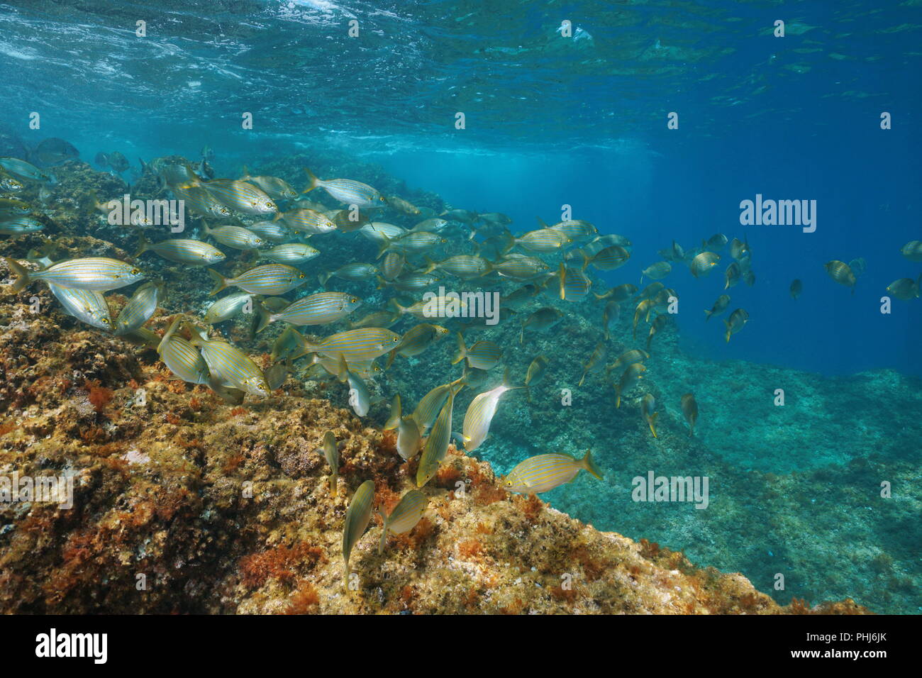 Mittelmeer Schwarm von Fischen unter Wasser (dreamfish Sarpa salpa), Frankreich Stockfoto