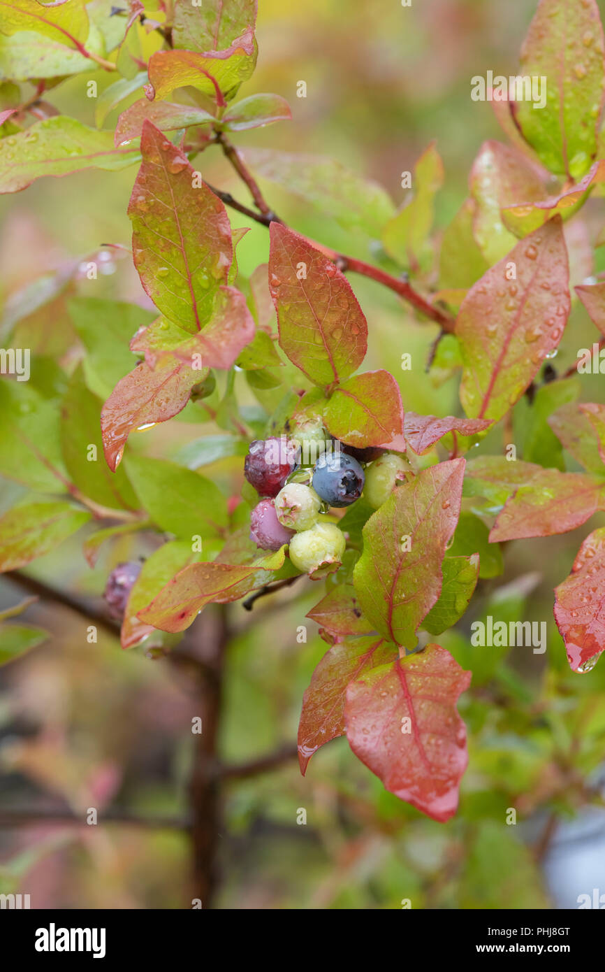 Vaccinium corymbosum. Blueberry Bush mit der Entwicklung von Blaubeeren, nachdem der Regen im August. Großbritannien Stockfoto
