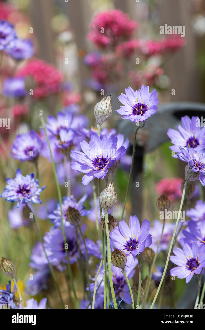 Catananche caerulea 'Amor Blau'. Cupids dart Blume. Liebe Anlage Stockfoto