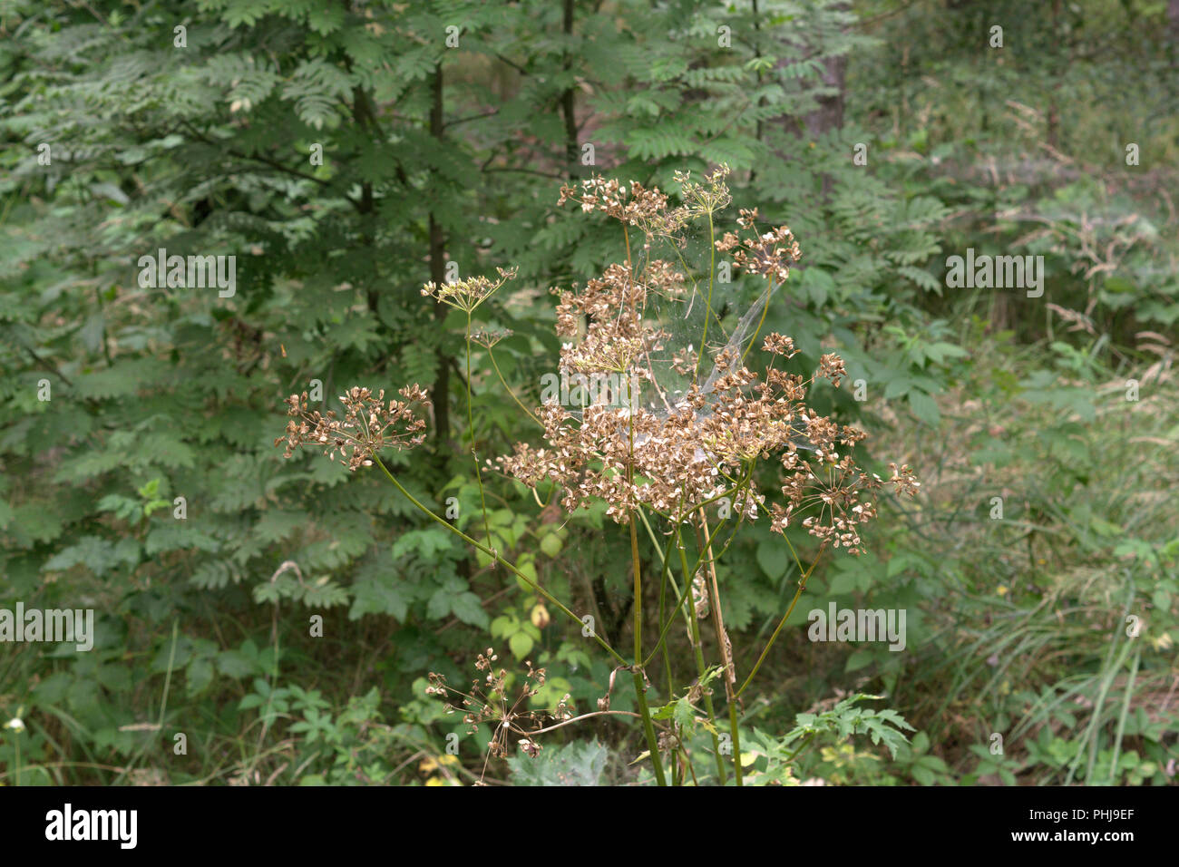 Verwelkte goutweed. Hohes Gras, von Web verwickelt auf dem Hintergrund des grünen Laubwald mit üppiger Vegetation Stockfoto