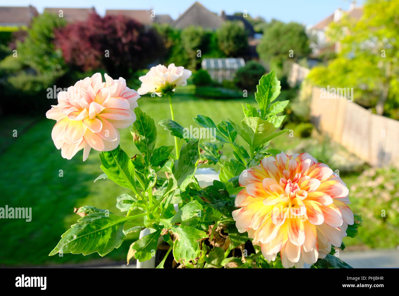 Aprikose, Orange und Rot gefärbte Dahlie Blüte im frühen Morgenlicht im Spätsommer in Großbritannien Stockfoto