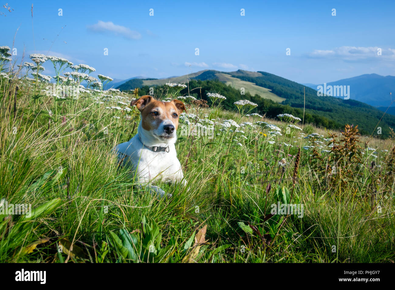 Allein weißen Hund sitzen in den Blumen Stockfoto