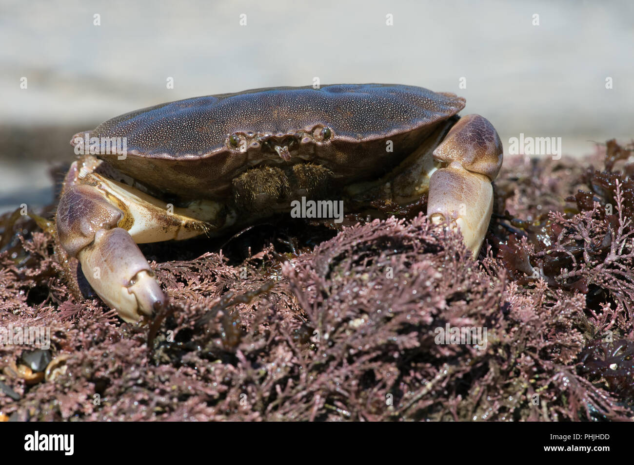 Braun Taschenkrebs (Cancer pagurus) Stockfoto