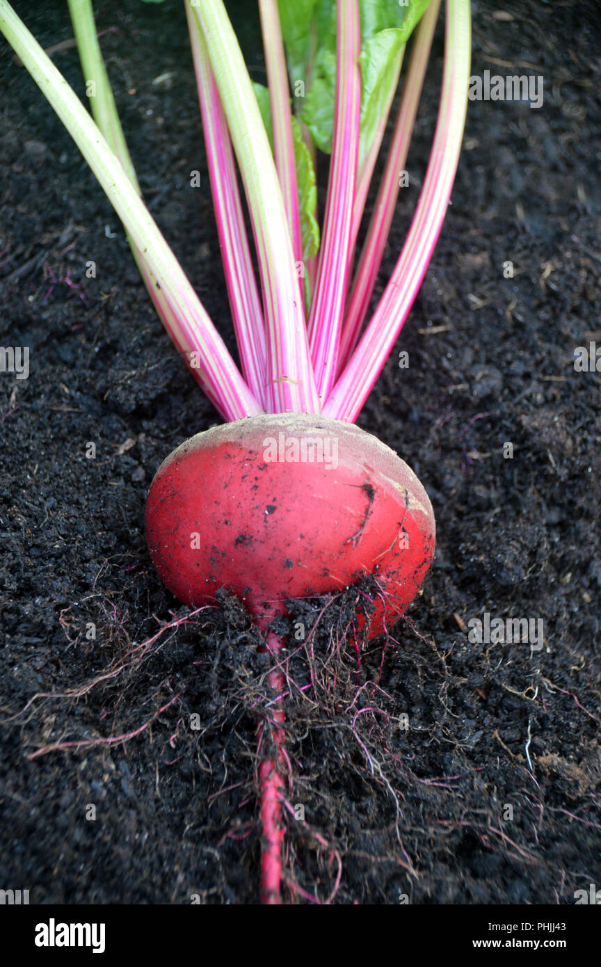 Traditionelle italienische Rote Bete (Barbabietola di Chioggia) in einem Englischen Garten, Lancashire, England, Großbritannien gewachsen. Stockfoto