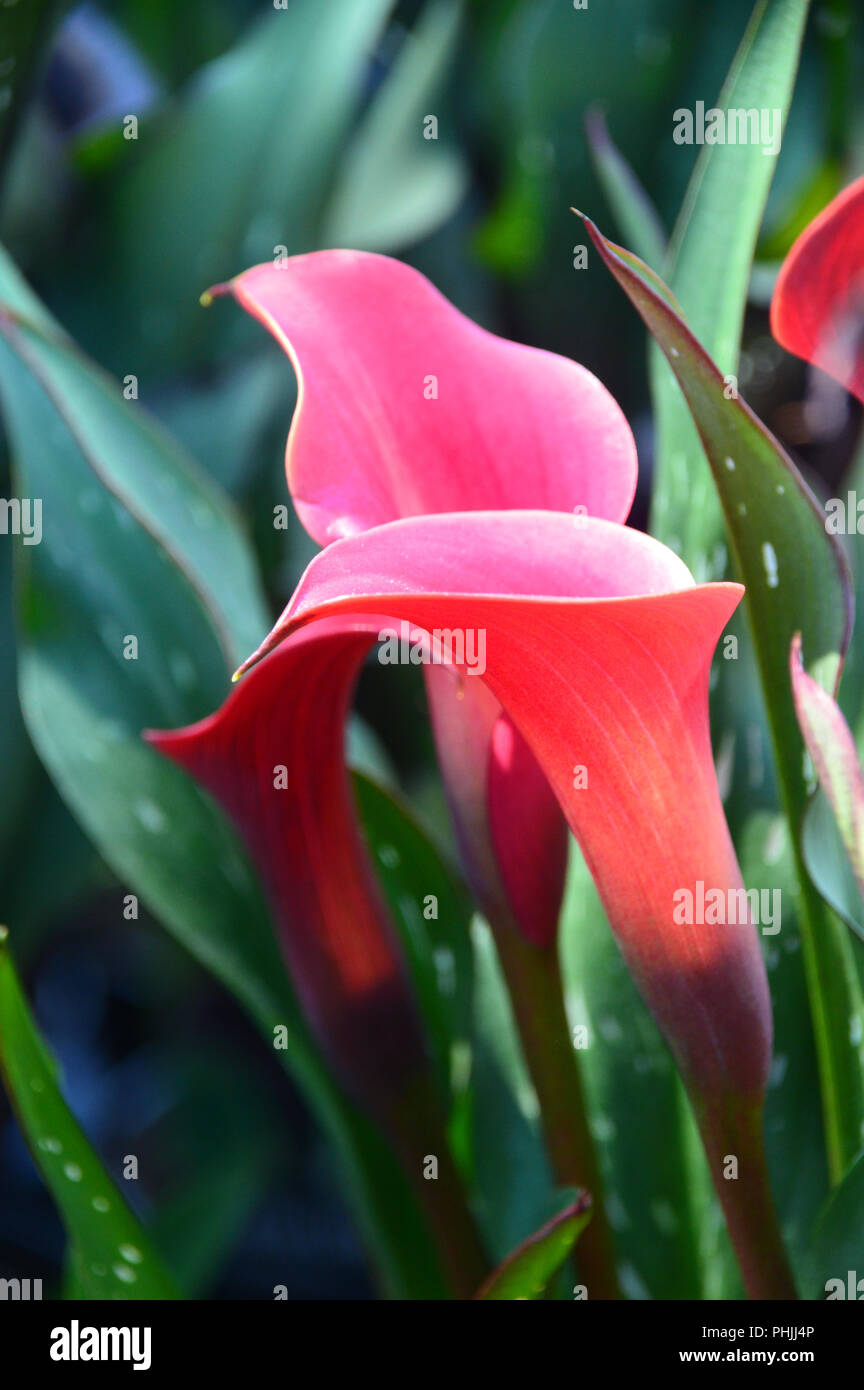 Die hellen roten trompetenförmigen Blüten der Calla Lilie 'Red Flair' (zantedeschia) wuchs in einem englischen Country Garden, Lancashire, England, Großbritannien Stockfoto