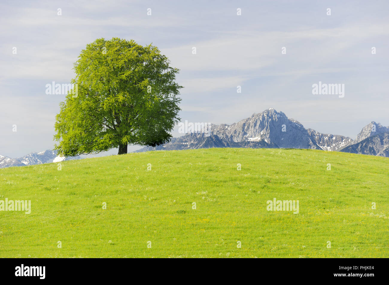 Single big Buche im Feld mit perfekter Baumkrone. Stockfoto