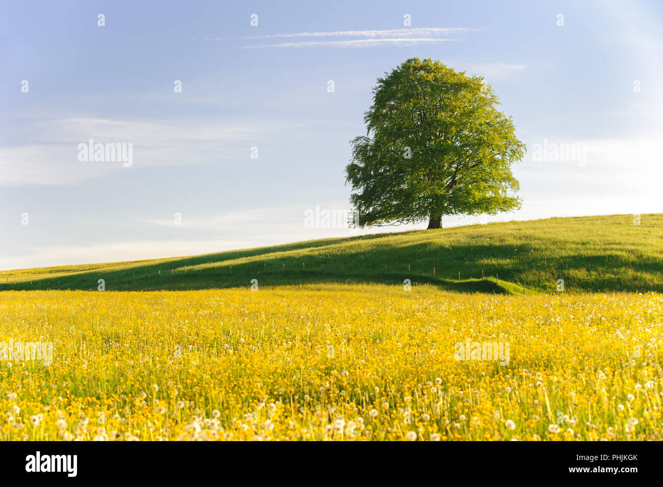 Single big Buche im Feld mit perfekter Baumkrone. Stockfoto