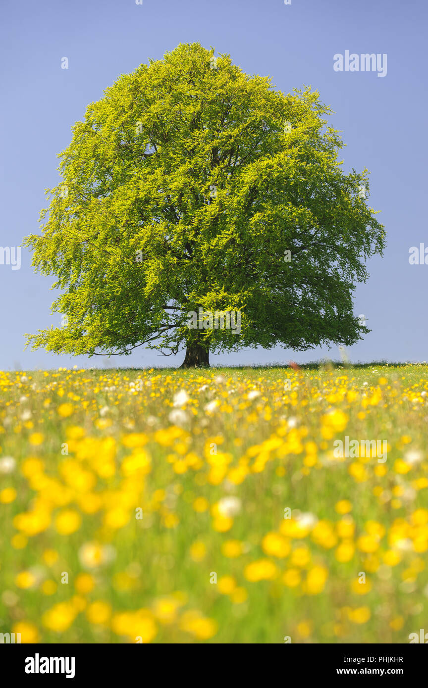 Single big Buche im Feld mit perfekter Baumkrone. Stockfoto