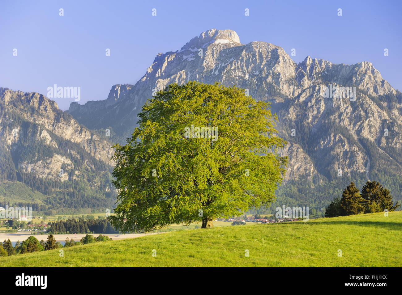 Single big Buche im Feld mit perfekter Baumkrone. Stockfoto