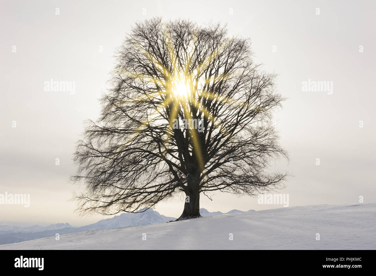 Single big Buche im Feld mit perfekter Baumkrone. Stockfoto