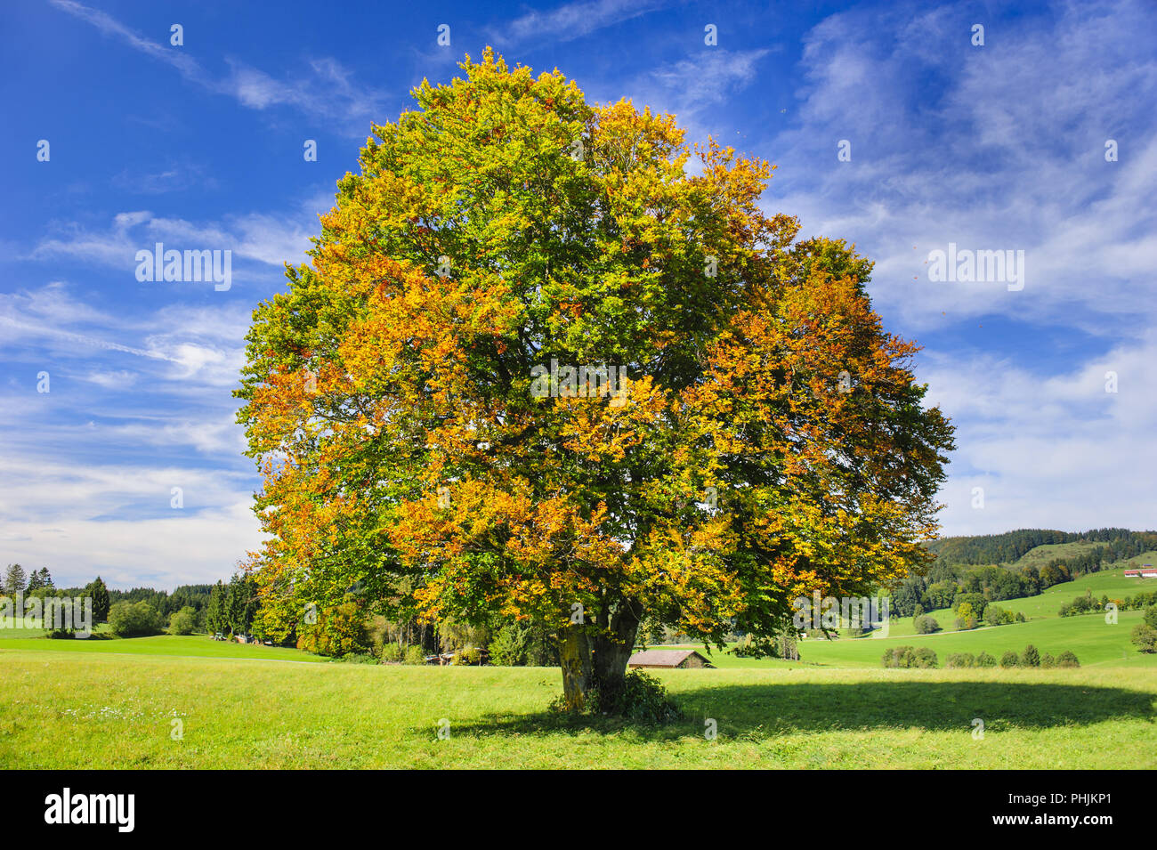 Single big Buche im Feld mit perfekter Baumkrone. Stockfoto