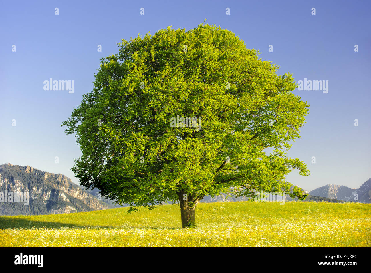 Single big Buche im Feld mit perfekter Baumkrone. Stockfoto