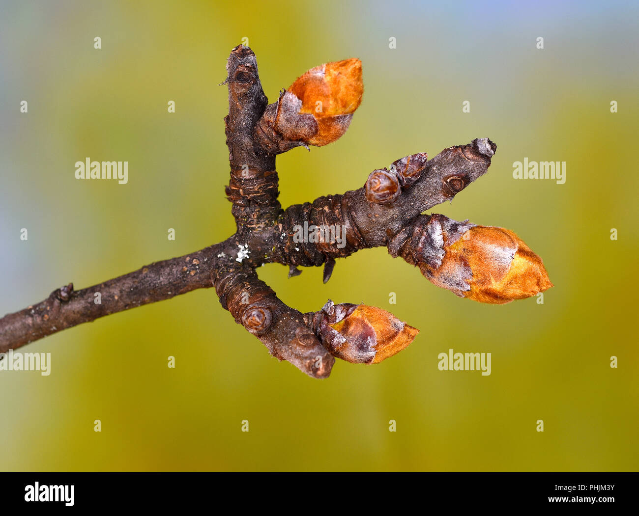 Pear Tree; Knospen und Blüten sowie deren Knospen; Pyrus domestica; Stockfoto