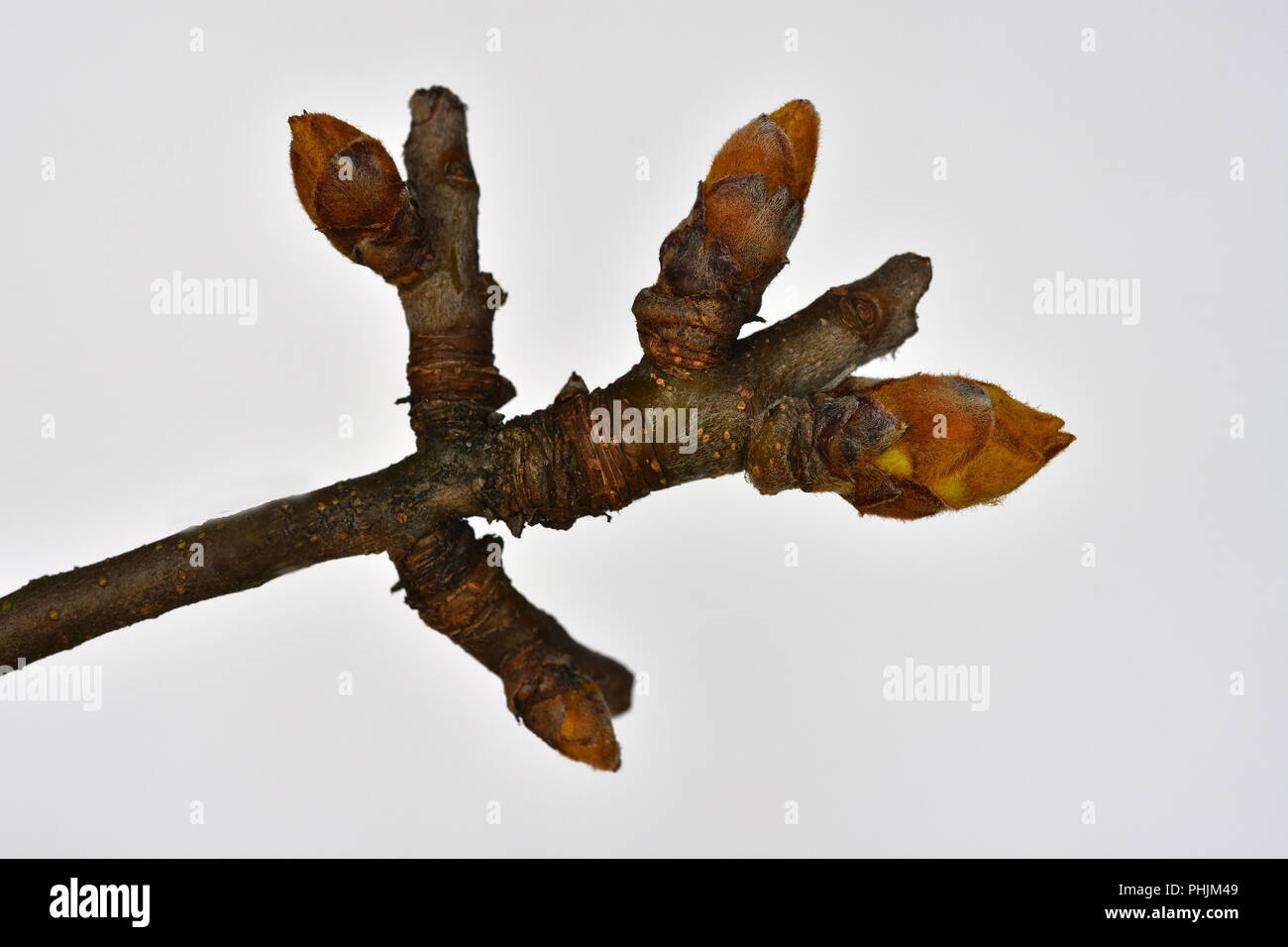 Pear Tree; Knospen; Pyrus domestica; Stockfoto