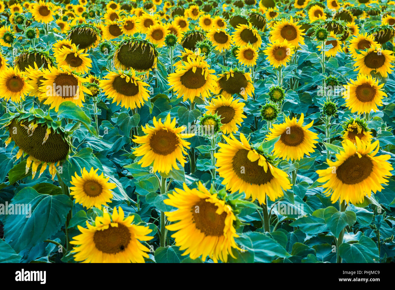 Sonnenblumen Getreide. Stockfoto