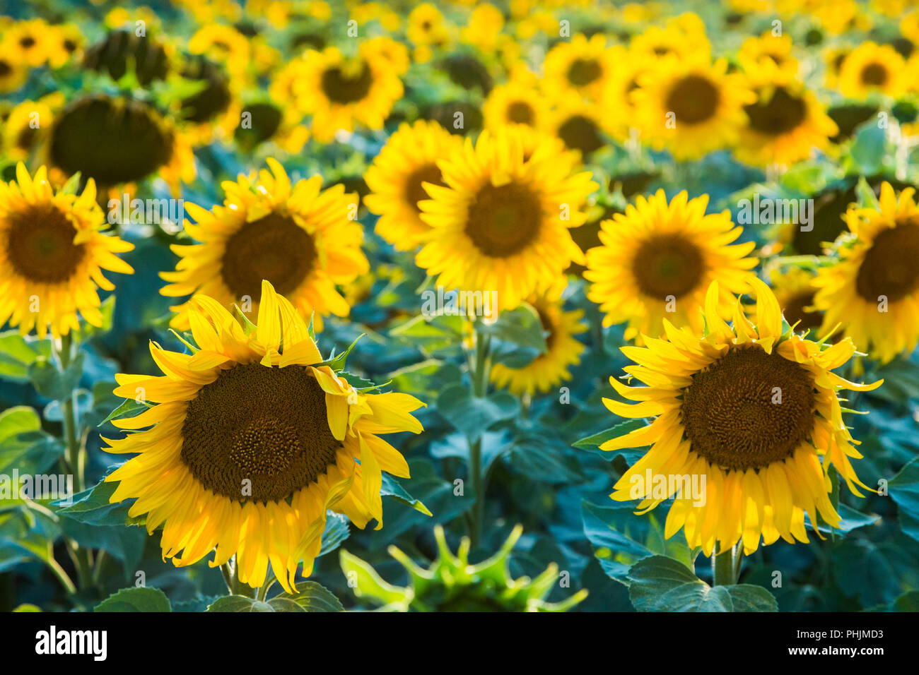 Sonnenblumen Getreide. Stockfoto