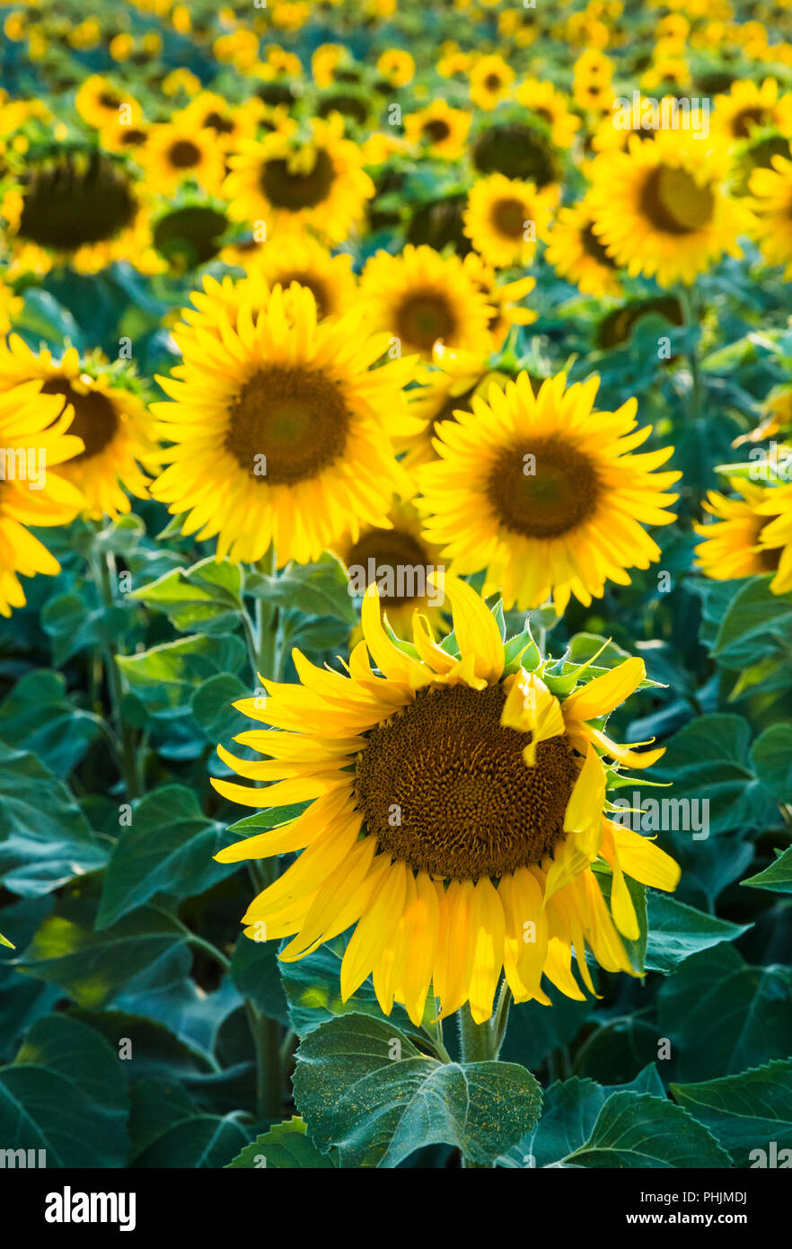 Sonnenblumen Getreide. Stockfoto