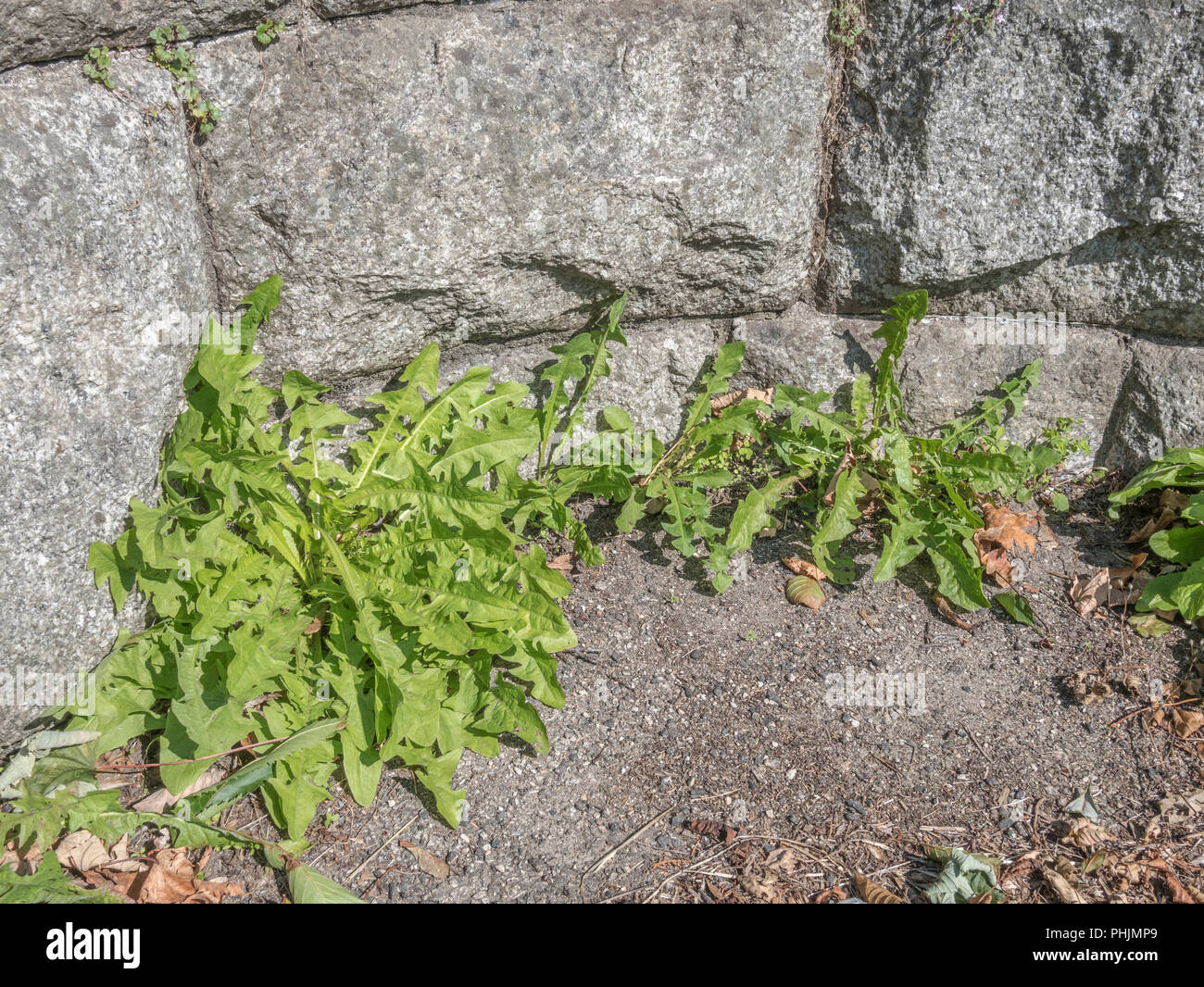 Grünes Laub/Blätter einer Vielzahl gemeinsamer Löwenzahn [Taraxacum officinale] Aus einer steinernen Mauer wächst. Zu Salat, die Blätter sind essbar. Stockfoto