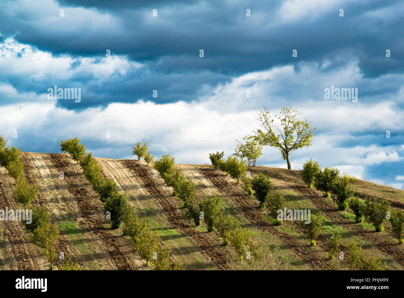 Reihen von hazels auf der Langa Hügel im Piemont, vor einem dunklen Blau stürmischen Himmel voller Wolken Stockfoto