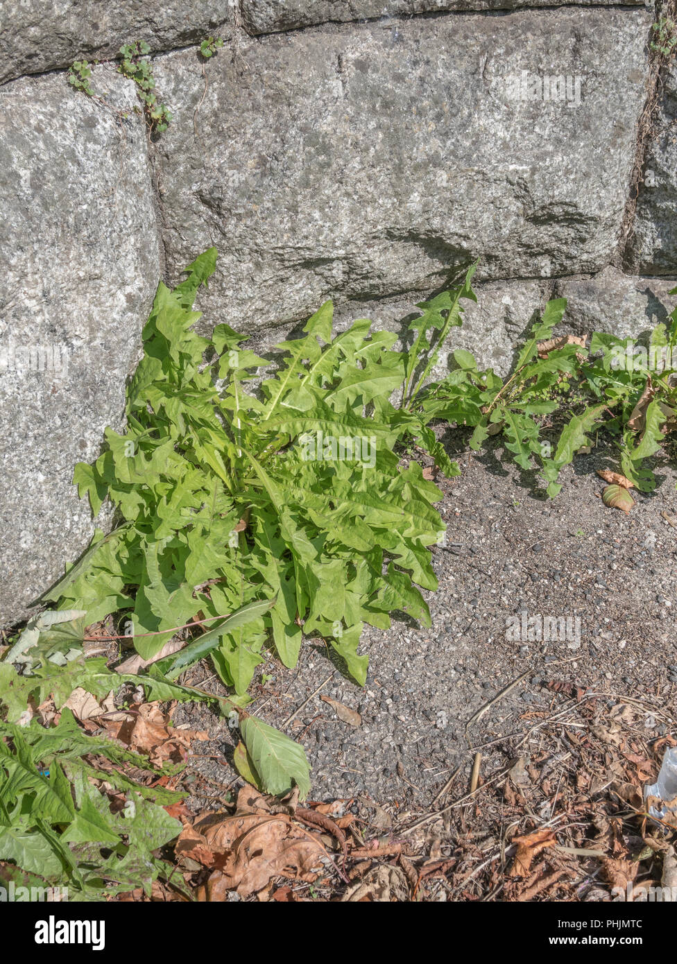 Grünes Laub/Blätter einer Vielzahl gemeinsamer Löwenzahn [Taraxacum officinale] Aus einer steinernen Mauer wächst. Zu Salat, die Blätter sind essbar. Stockfoto