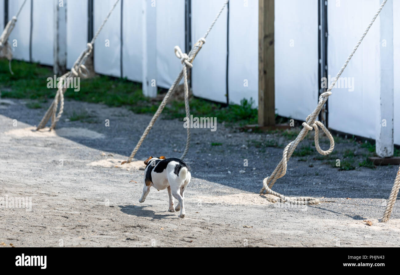 Hund an den Rand eines grossen Zelt läuft Stockfoto