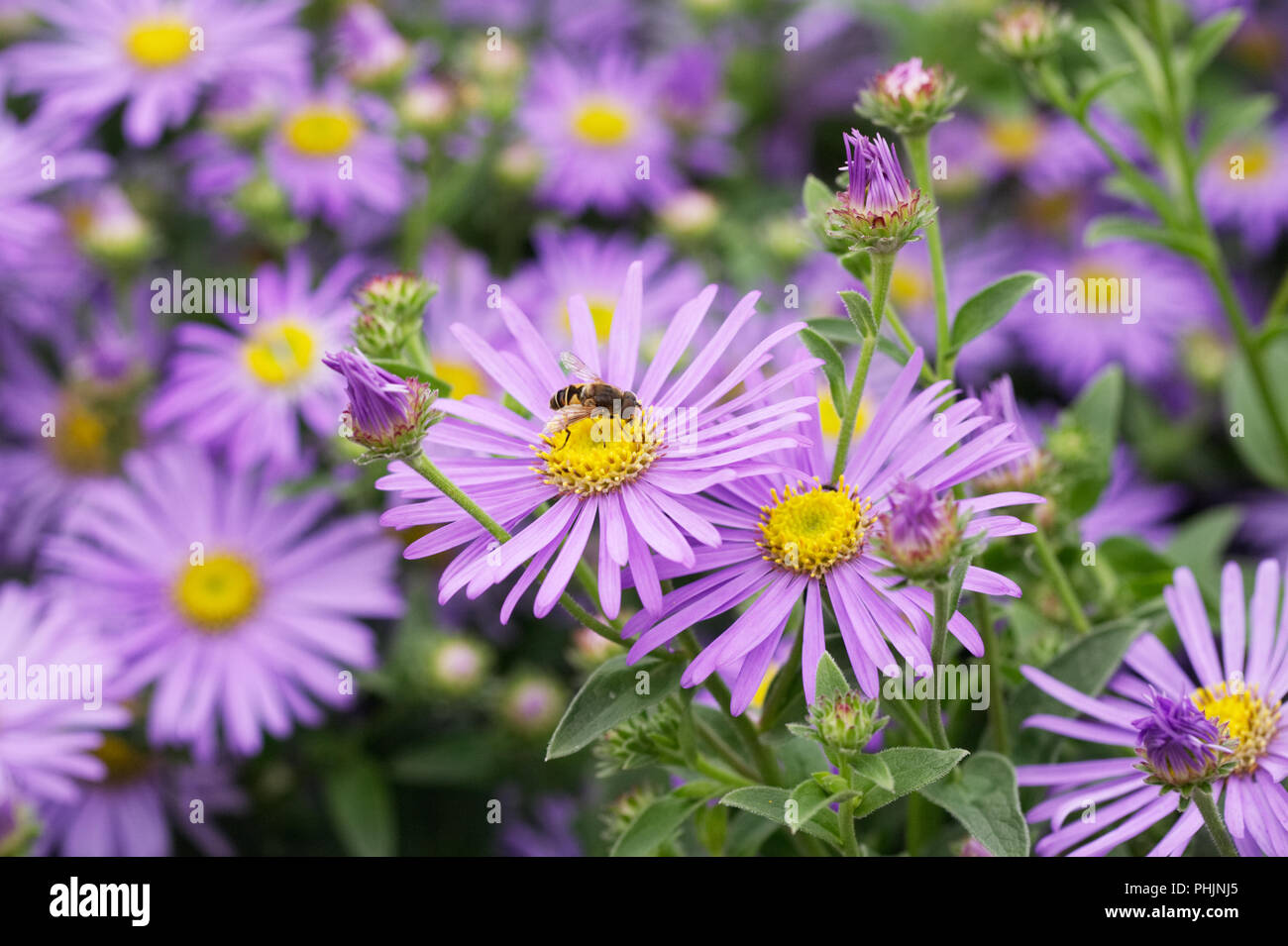 Ein hoverfly auf Blumen Aster frikartii 'Monch'. Stockfoto