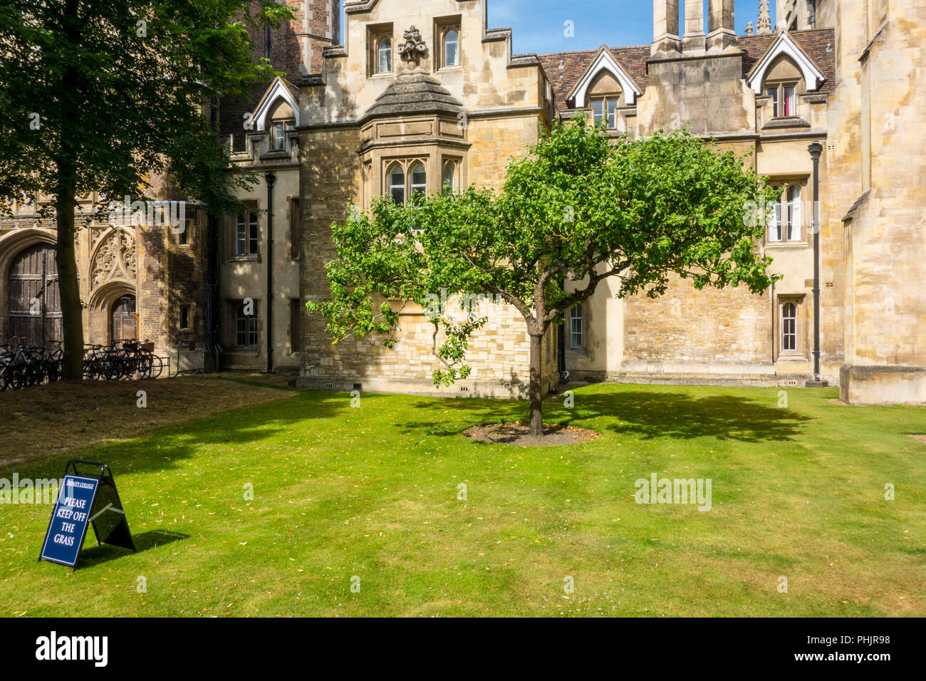 Nachkomme von Newton's Apple Tree, Trinity College, Cambridge, Großbritannien Stockfoto